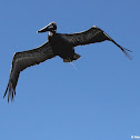 Brown pelican