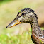 Juvenile Mallard