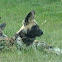 African Wild Dog