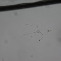 Dinoflagellate