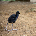 Purple Swamphen Chick