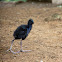 Purple Swamphen Chick
