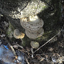Tinder Polypore