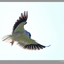Black-shouldered Kite