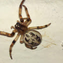 Furrow Orbweaver