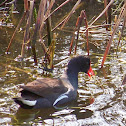 Common Moorhen