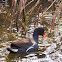 Common Moorhen