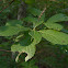 Sweet Pepperbush
