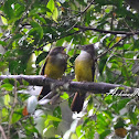 Grey-cheeked Bulbul