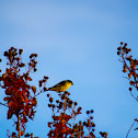 American Goldfinch