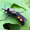 Avispa escólida