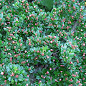 Tibetan cotoneaster