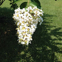 crepe myrtle