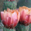 Prickly Pear Blossoms