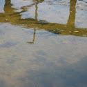 Mullet and Minnows