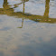Mullet and Minnows