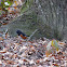 Eastern Towhee