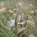 Milkweed Pod