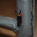 Caterpillar