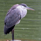 Great Blue Heron