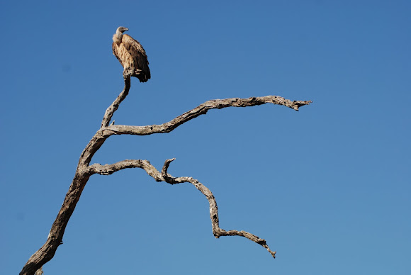 Spotting Image 1