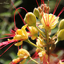 Desert Bird of Paradise