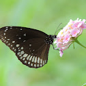 Common Crow