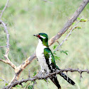 Diederik Cuckoo (male)