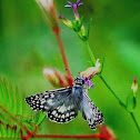 Checkered Skipper