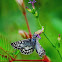 Checkered Skipper