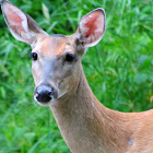White-tailed Deer