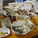 amanitas