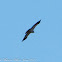 Booted Eagle; Aguila Calzada