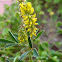 Meliloto, trébol perfumado. Sweet clover
