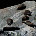 New Zealand Fur Seals