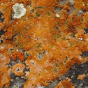 Lichen