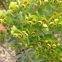 Mediterranean Spurge