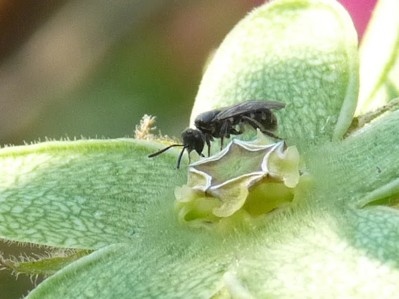 Spotting Image 1