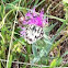 Marbled white