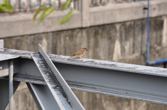 Spotting Image 1