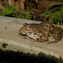 Indian Bullfrog