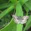 Tropical Checkered-skipper