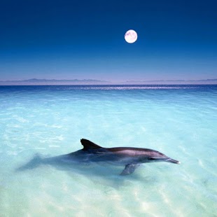 How to mod Wonderful Dolphins Water Touch 1.4.8 unlimited apk for laptop