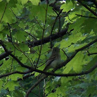 Acadian Flycatcher