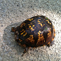 Eastern Box Turtle