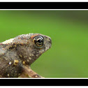 Cane Toadlet ??