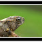 Cane Toadlet ??