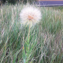 Western Salsify/ Goat's Beard