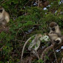 Vervet Monkey