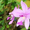 Phil. Ground Orchid